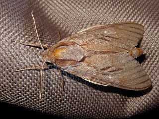 Sphinx caliginea caliginea