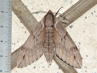Sphinx caliginea caliginea