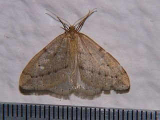 Inurois membranaria