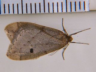 Inurois membranaria