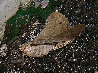 Inurois membranaria