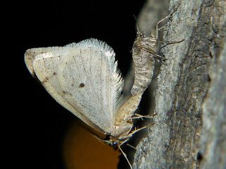 Inurois membranaria
