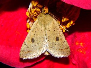 Orthosia fausta
