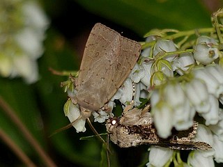Orthosia fausta