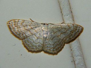 Scopula apicipunctata
