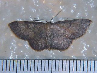 Idaea foedata