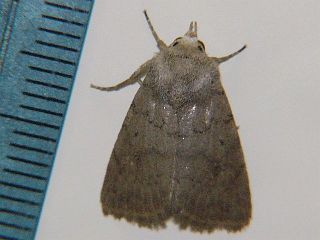Athetis cinerascens