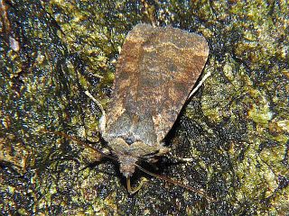 Rhynchaglaea fuscipennis