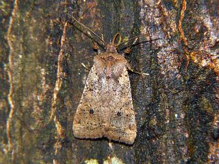 Rhynchaglaea fuscipennis