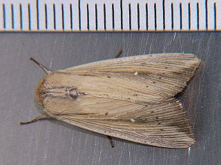 Mythimna loreyi