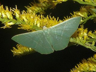 Pelagodes subquadrarius