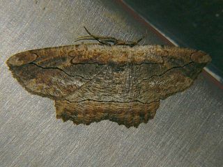 Phthonandria atrilineata atrilineata
