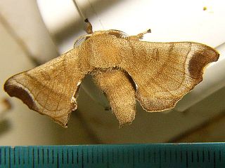 Bombyx mandarina