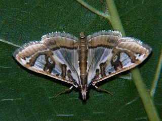 Glyphodes pyloalis