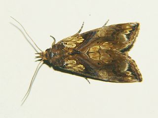 Plusiodonta casta