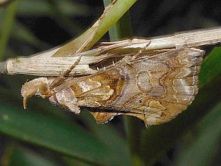 Plusiodonta casta