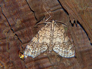 Episteira eupena