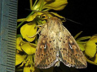 Mythimna flavostigma
