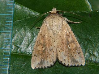 Mythimna flavostigma