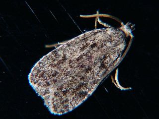 Gaphara conspersa