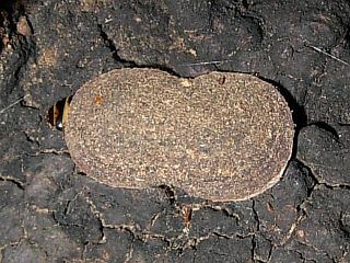 Gaphara conspersa