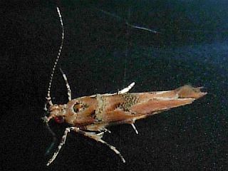 Anatrachyntis japonica