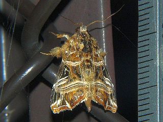 Callopistria repleta