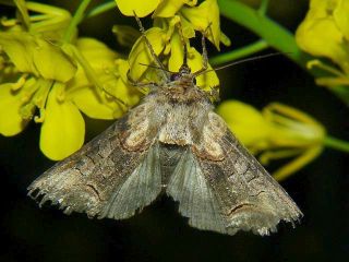 Abrostola sp.