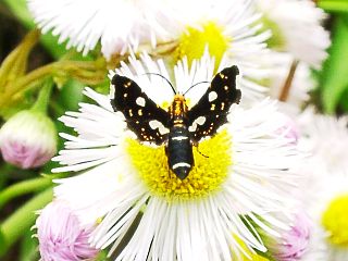 Thyris usitata