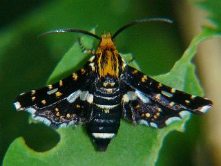 Thyris usitata