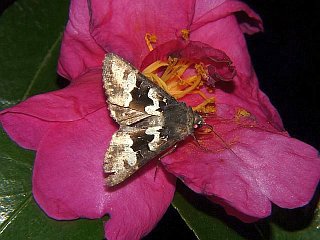 Phlogophora albovittata
