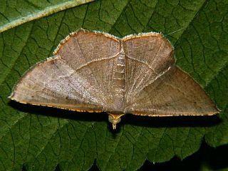 Plesiomorpha flaviceps