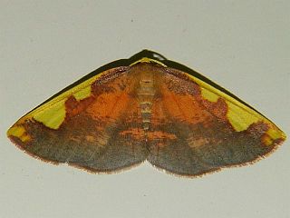 Nothomiza formosa