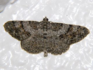 Heterarmia costipunctaria
