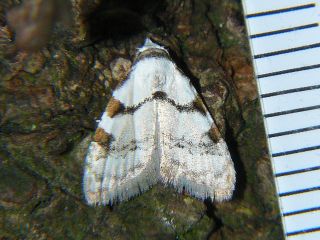 Nola japonibia