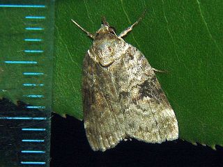 Nycteola costalis