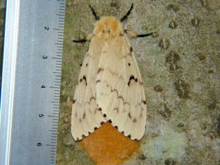 Lymantria dispar
