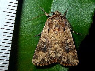 Mythimna stolida