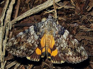 Catocala duplicata