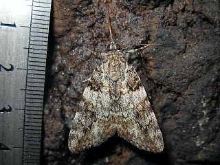 Catocala duplicata