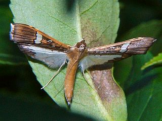 Maruca vitrata