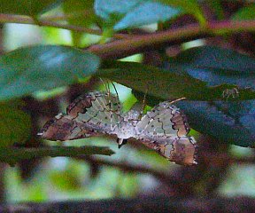 Maruca vitrata
