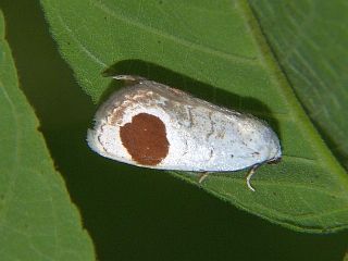 Sphragifera sigillata