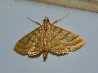 Pagyda quinquelineata