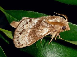 Dendrolimus spectabilis