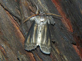 Neoploca arctipennis