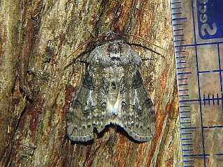 Neoploca arctipennis