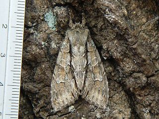 Meganephria extensa