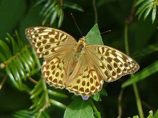 Argynnis paphia