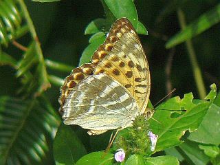 Argynnis paphia